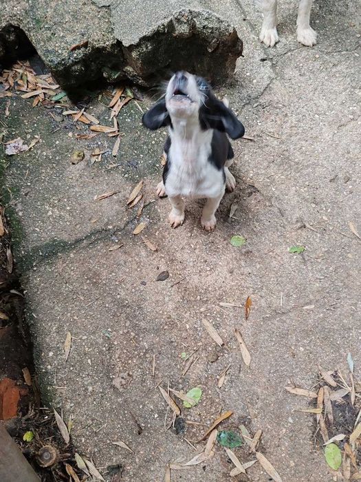 Linda canídea, será doada a quem tiver condições e gostar dela