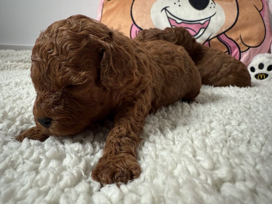 Pudel Toy Red piesek