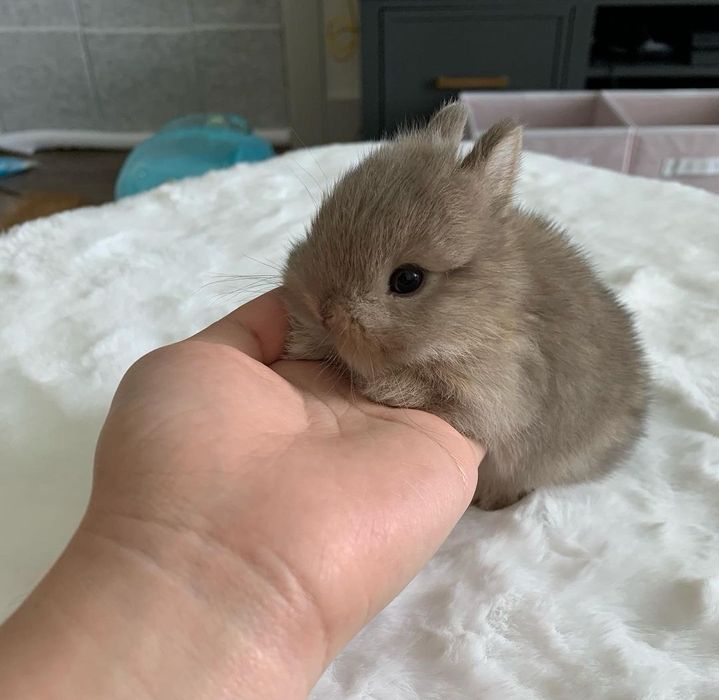 KIT Coelhos anões mini holandês e minitoy lindíssimos e muito dóceis
