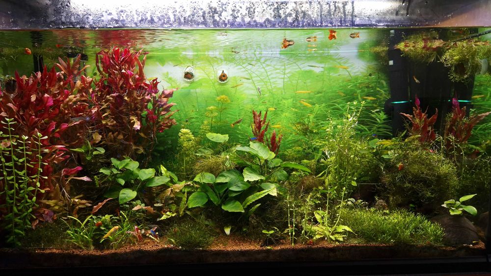 Seachem Fertilização Liquida - Plantas Aquário