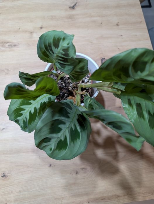Muda Planta Maranta Leuconeura