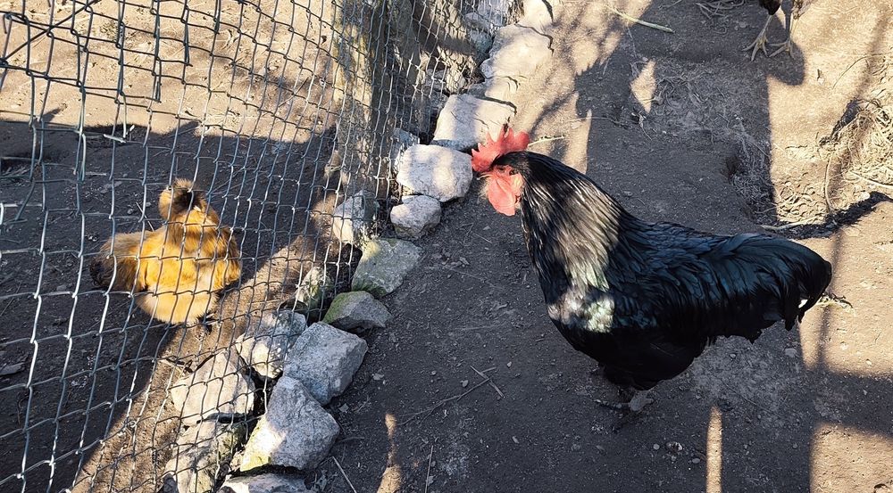 Vendo ovos galados de galinha Jersey Gigante Negro