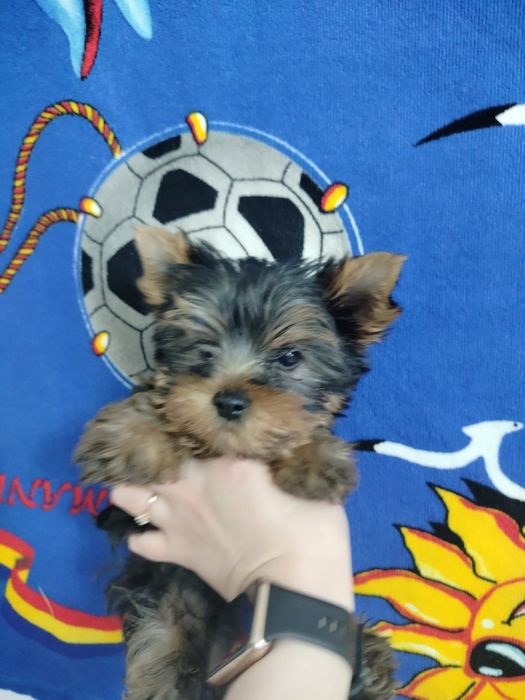 Привитые родословные йорики