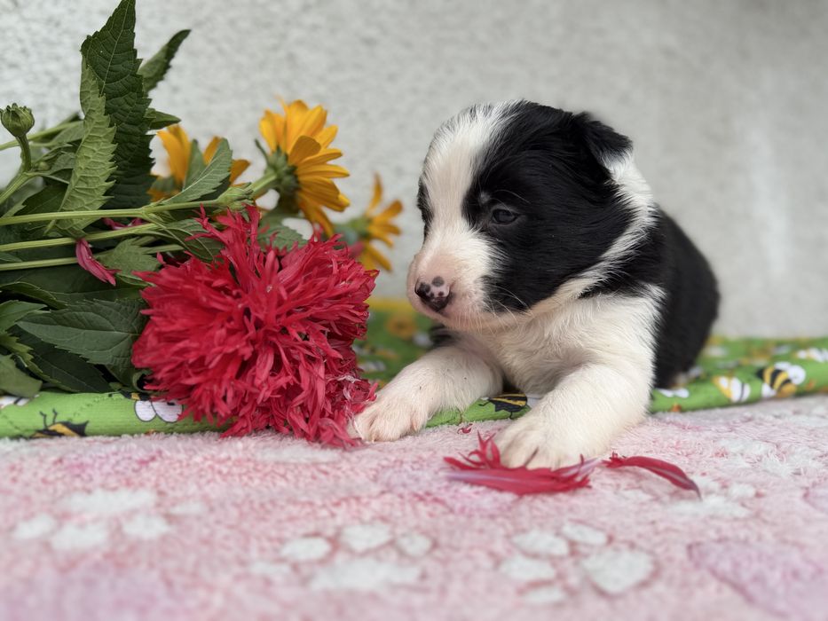 Piesek Border Collie