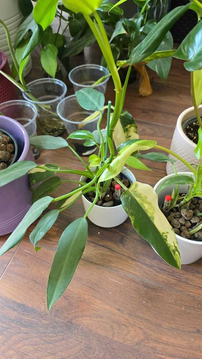 Philodendron domesticum variegata Siam Sunrise Wrocaw rdmiecie  OLX.pl