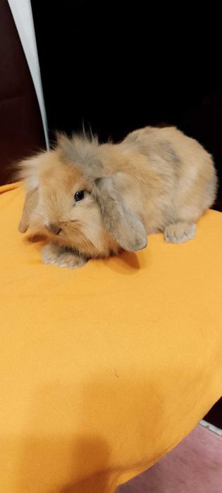 Króliczki miniaturki mini lopki i inne