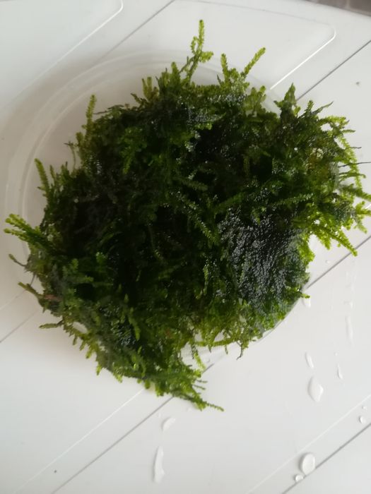 Musgo Java 'Christmas'