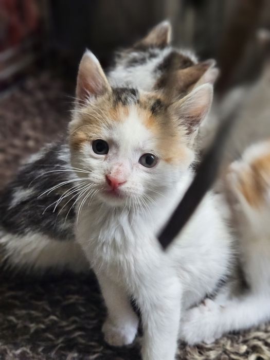 Котёнок девочка 1.5-2 мес
