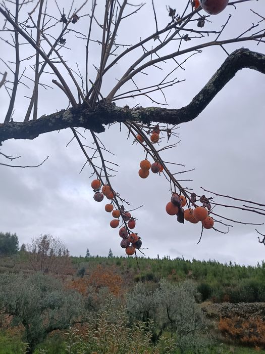 Quinta rural com  41000 metros s quadrados