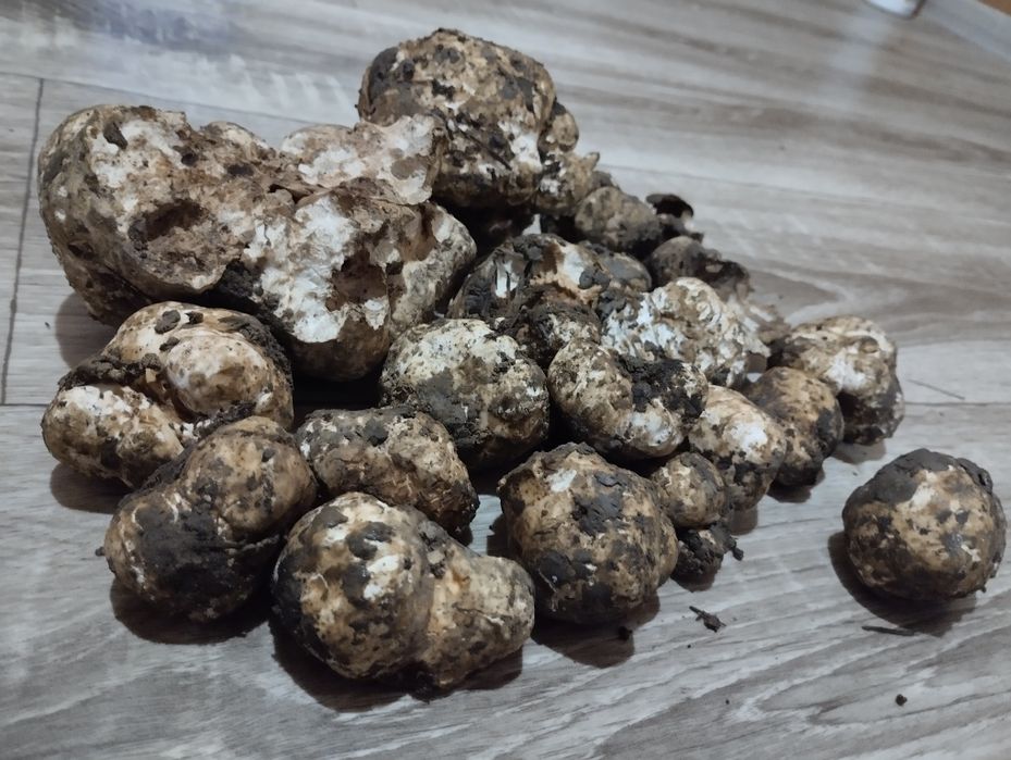 Продам труфель ціна договірна