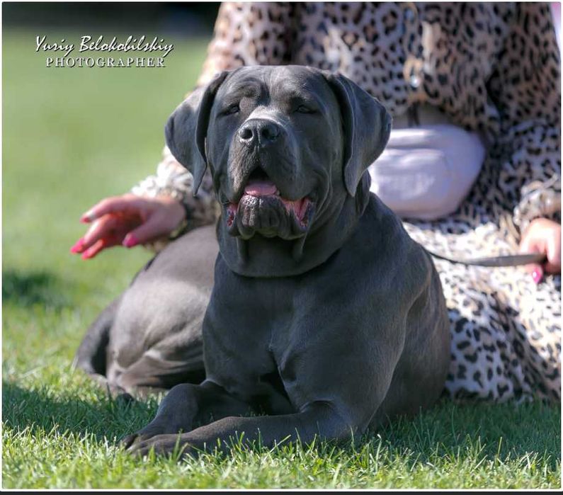 Міць та сила, Кане Корсо, цуценя