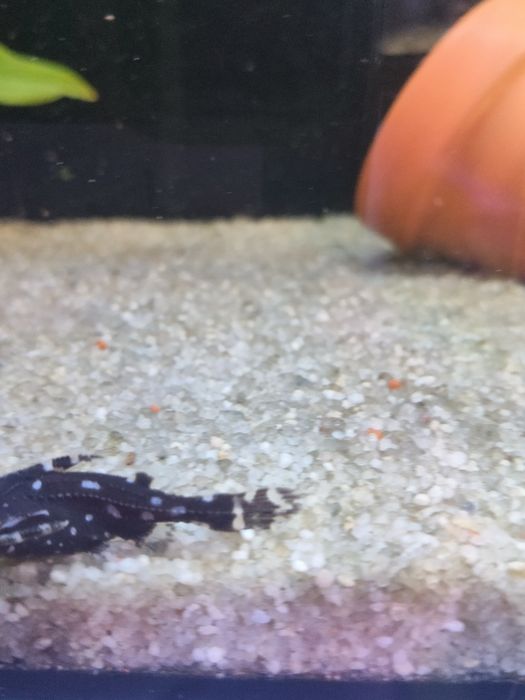 Agamyxis  peixe gato