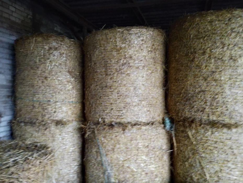Sprzedam słoma pszenna baloty