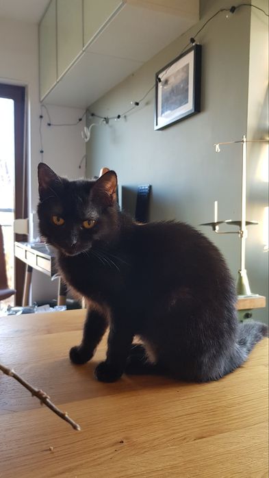 Kotka Wednesday szuka domu stałego lub tymczasowego