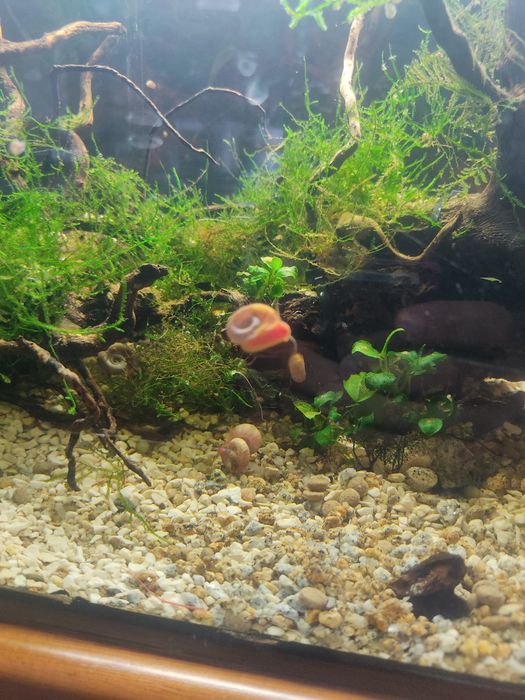Caracóis Planorbis