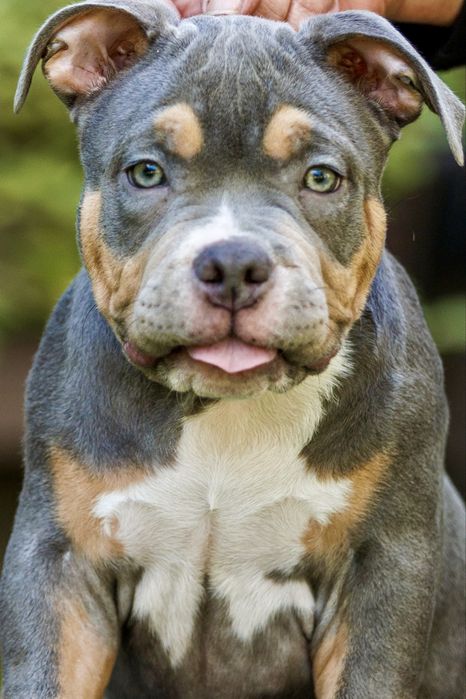 American bully pocket, чудовий хлопчік від тітулованих батьків