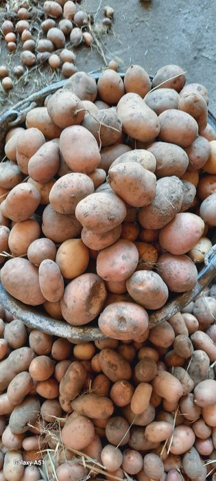 Продаю картоплю мелку не дорого кому потрібно звоніть