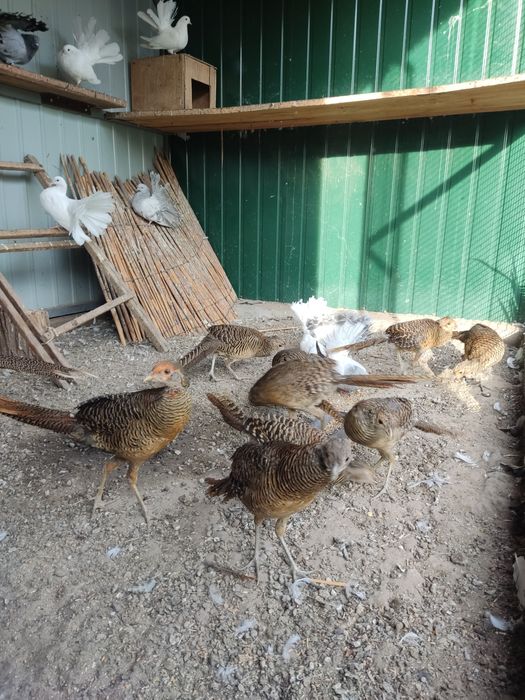 Продам Золотой фазан красный