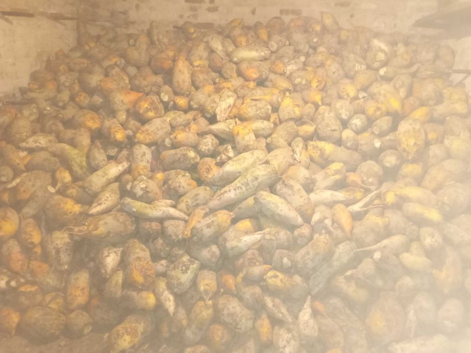 Буряки кормові домашні.