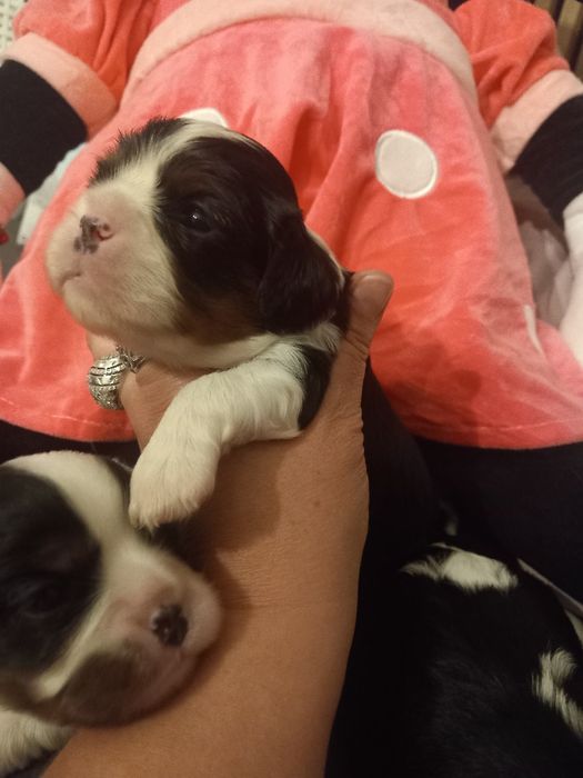 Cavalier King Charles Spaniel suczka tri-color