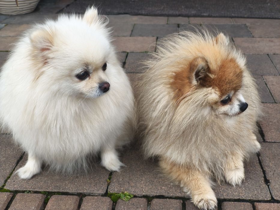 Szpic miniaturowy Pomeranian suczka