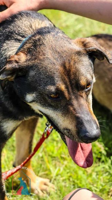 Delikatny, wrażliwy, łagodny, przytłacza go schronisko - adoptuj