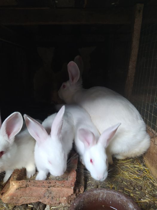 Кролики Термонська біла.