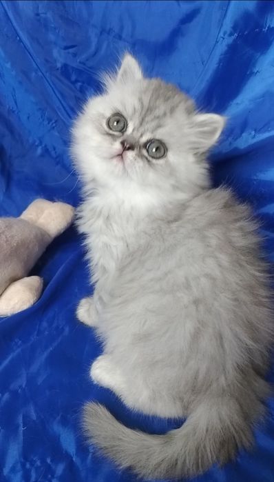 Серого пепельного белого Серебристого шиншиллу котёнка