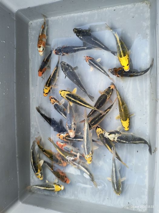 Karpie Koi ! 15 cm ! Piękne kolory ! Wysyłka !