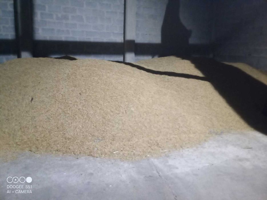 Sprzedam owies tegoroczny