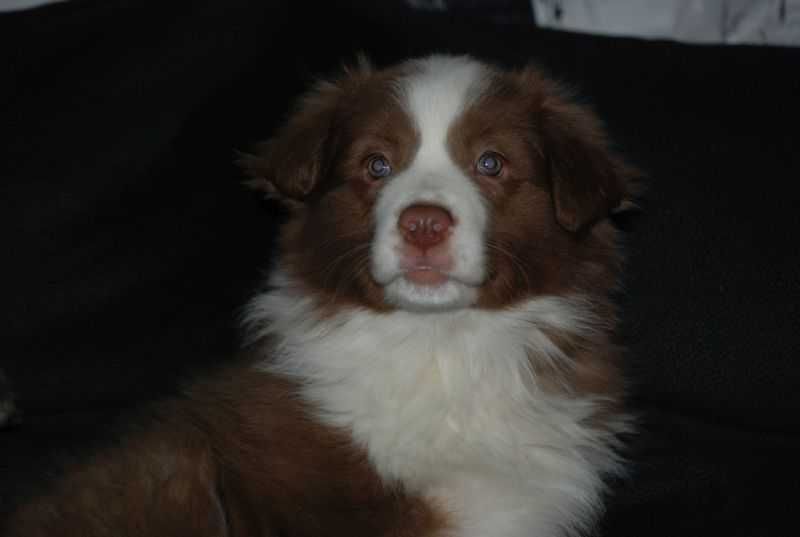 Suczka Border Collie / czekoladowo -biała