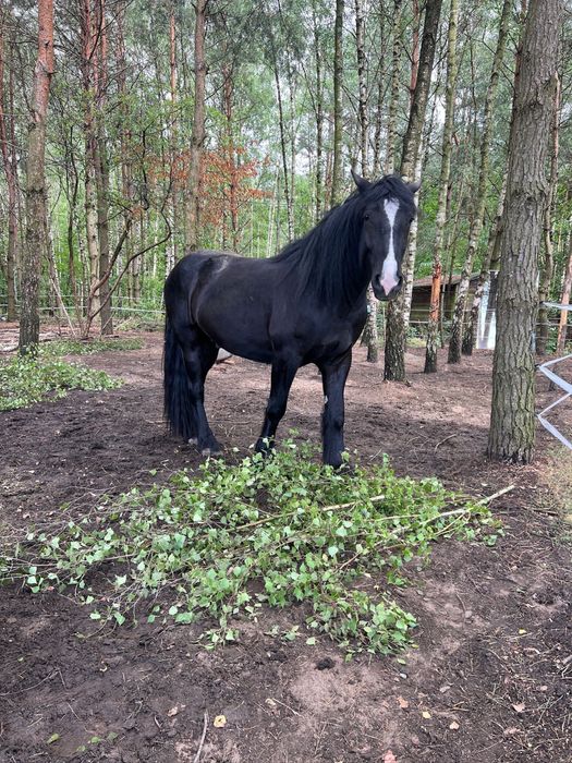 Wałach pół SHIRE 5 lat