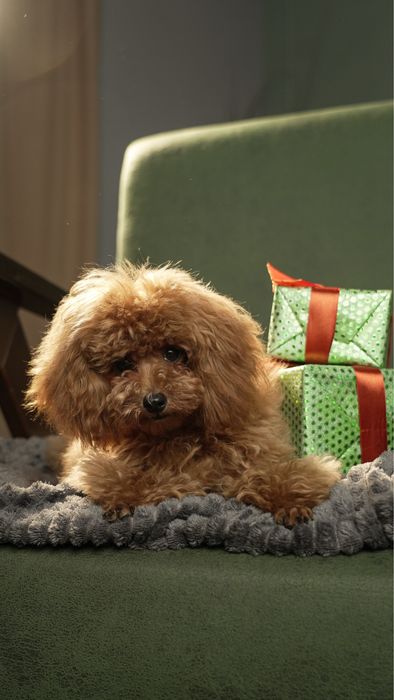 Продаються цуценята Той пуделя