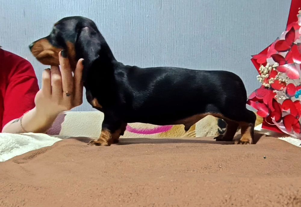 Миниатюрная такса  мальчики чёрно-подпалые