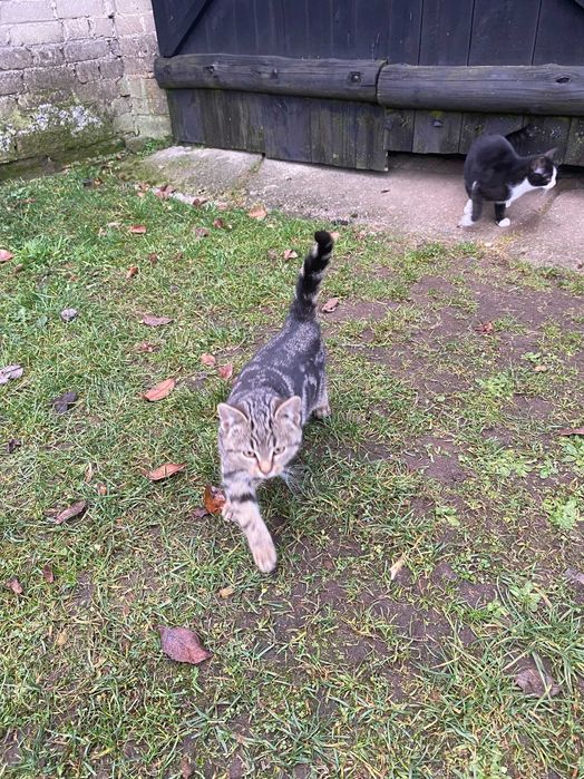 oddam 2 koty za darmo