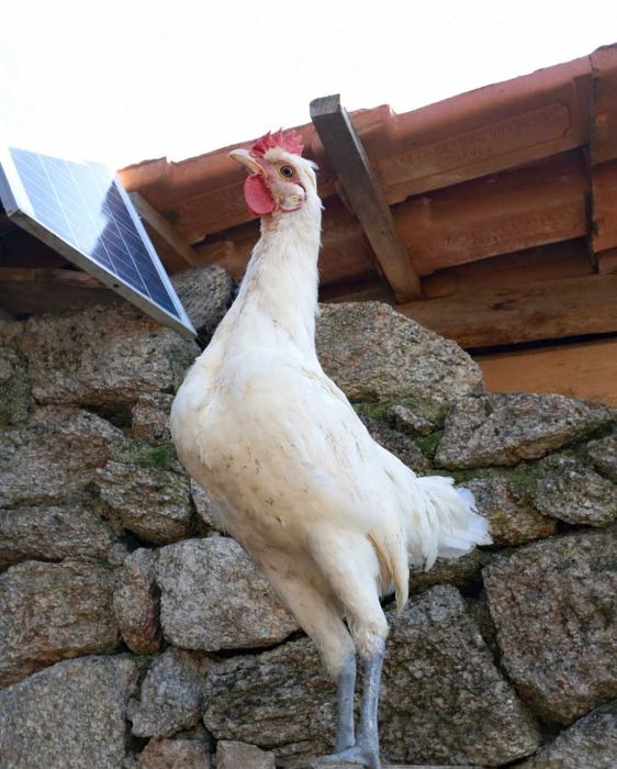 Granizos de raça  fenix