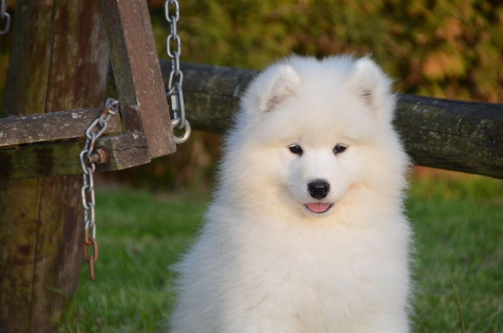 Samoyed ZKwP FCI