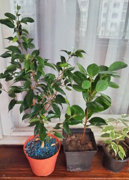 Кімнатні рослини продам