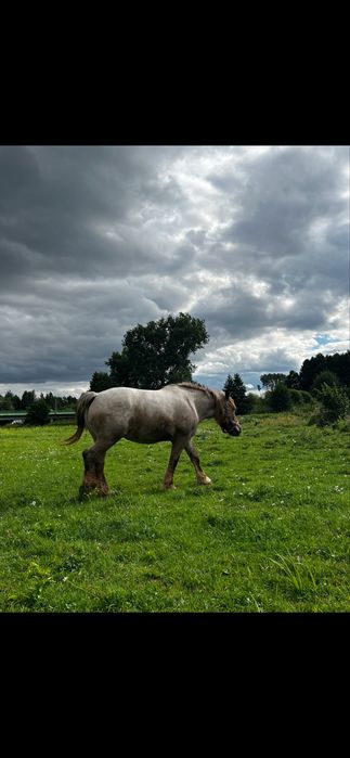 Klacz Zimnokrwista