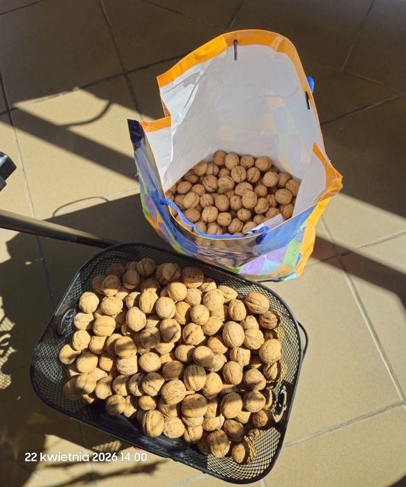 Orzechy włoskie i laskowe. Około 12-13 kg. Cena za całość.