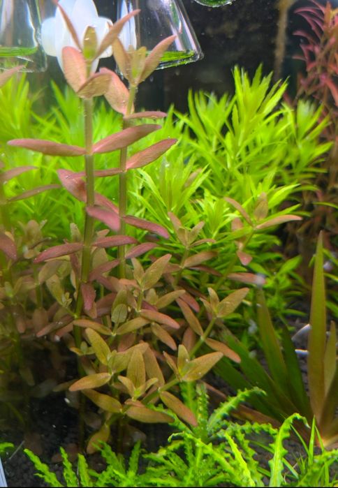 Bacopa Salzmanii purple