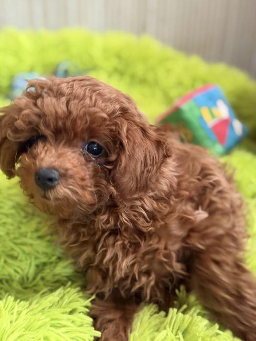 Pudel Toy Red Braun – śliczny piesek