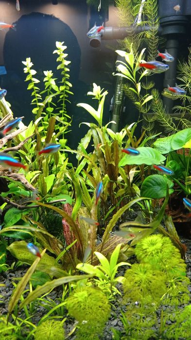 Neon   inesa sztuk 14