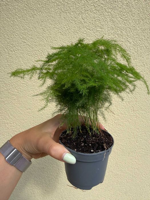 Planta Aspargus