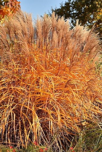 Miskant chiński 'Malepartus' Miscanthus C3 duża doniczka 3L WYSYŁKA