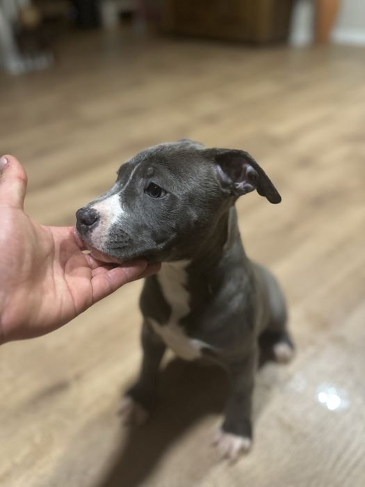 American staffordshire terrier