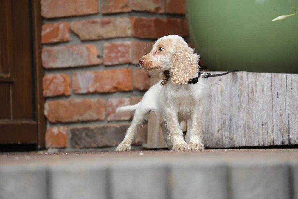 Cocker spaniel szczeniak