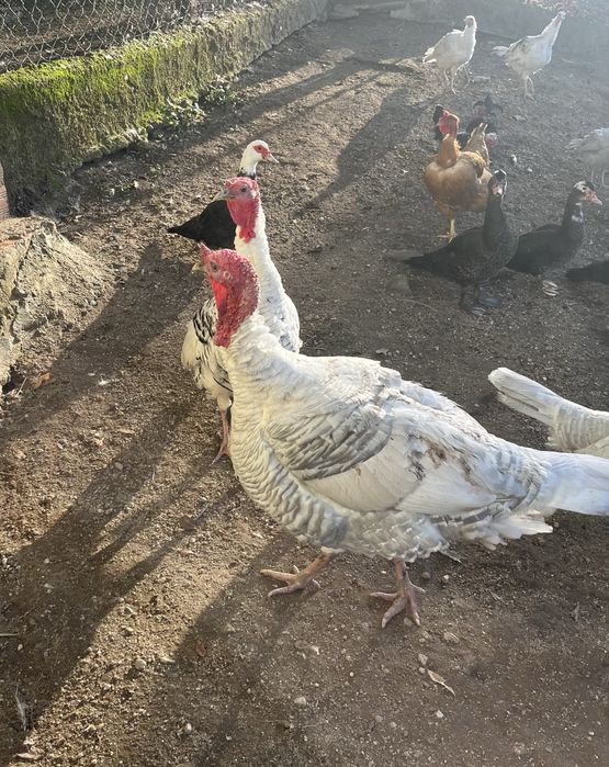 Perú macho adulto