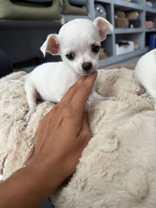 Chihuahua menina linda