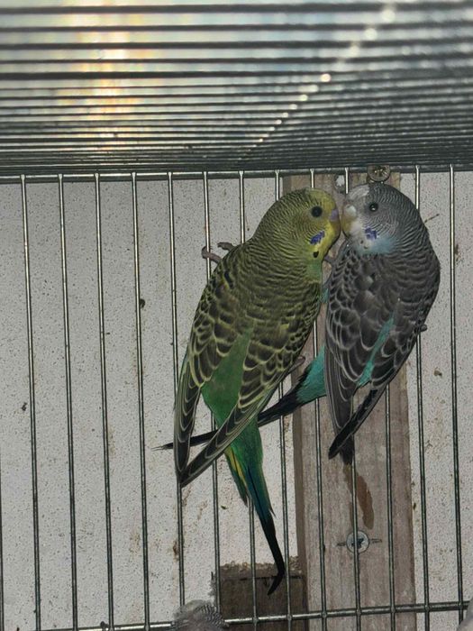 Varios periquitos de poupa / mutacoes prontos a criar